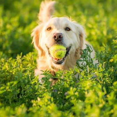 Golden retriever standing in field of greenery holding a green tennis ball in it's mouth