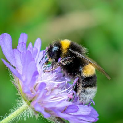 Bee on purple flower