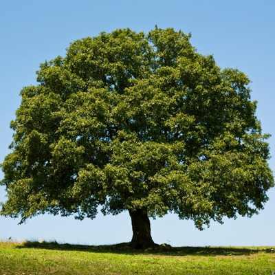 A solitary oak tree rises in the middle of a vibrant field, surrounded by grass and open space.
