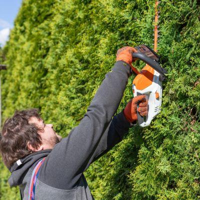 Trimming conifer