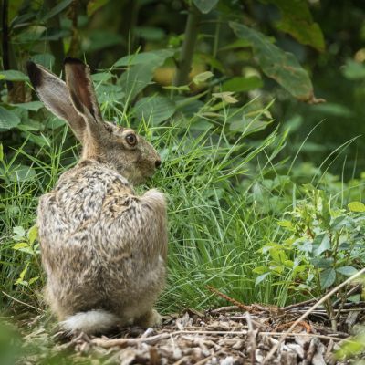 Hare