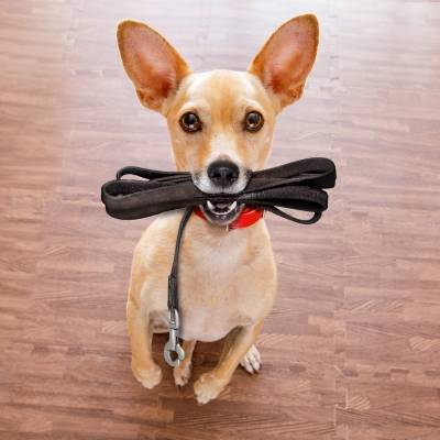 Tan dog sitting with black lead in mouth