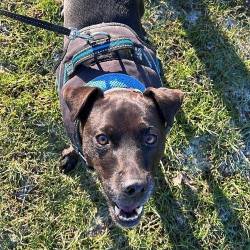 Brown Jack Russell dog looking up smiling with a blue harness