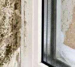 Damp and mould